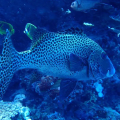 Отель The Sunrise Huraa Хураа спортивное сооружение