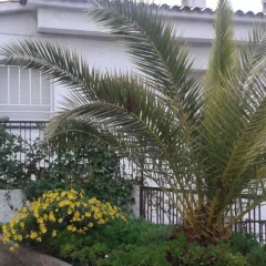 Отель Hostal Los Pinares Испания, Льорет-де-Мар - отзывы, цены и фото номеров - забронировать отель Hostal Los Pinares онлайн фото 2