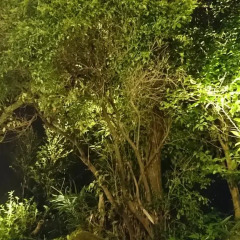 Отель Ryokan Ichinoi Минамиогуни фото 2