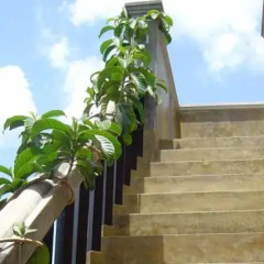 Отель Villa Sandalwood Канди фото 2