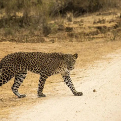 Отель Wapi Bungalowi Yala пляж фото 2