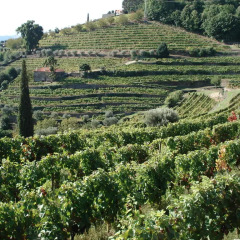 Отель Quinta de Santa Júlia Португалия, Пезу-да-Регуа - отзывы, цены и фото номеров - забронировать отель Quinta de Santa Júlia онлайн приотельная территория
