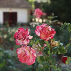 Отель Casa Agricola da Levada Eco Village фото 6