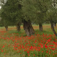 Отель Case Leonori Трайа фото 3