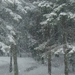 Отель Borovets Болгария, Боровец - отзывы, цены и фото номеров - забронировать отель Borovets онлайн приотельная территория фото 2