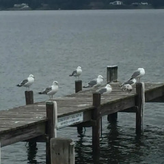 Quality Inn Solomons Beacon Marina In Mechanicsville United