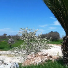 Отель Trulli Pietra Preziosa Италия, Альберобелло - отзывы, цены и фото номеров - забронировать отель Trulli Pietra Preziosa онлайн фото 5