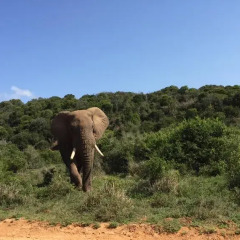 Отель Addo Wildlife Южная Африка, Аддо - отзывы, цены и фото номеров - забронировать отель Addo Wildlife онлайн приотельная территория