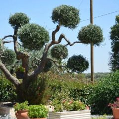 Отель B&B Delle Rondini Альберобелло
