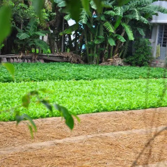 Гостевой Дом Petunia Garden Homestay фото 9
