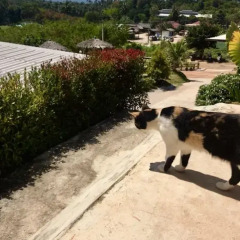 Отель Cat Bungalow Ланта пляж