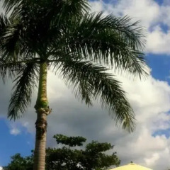 Отель Coral Seas Garden Resort