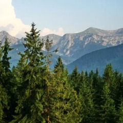 Отель Apartamenty Widokowy Tatry Zakopane Косцелиско фото 7