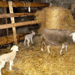 Отель Ferienhof Benz Каппельродек с домашними животными