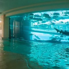 Golden Nugget Las Vegas Hotel & Casino 4* Другое