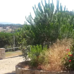 Отель Hostal Los Pinares Испания, Льорет-де-Мар - отзывы, цены и фото номеров - забронировать отель Hostal Los Pinares онлайн фото 4
