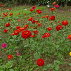 Отель Tropical Garden Homestay Villa фото 6