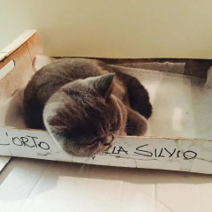 Отель Villa Silvio Чивитанова-Марке с домашними животными