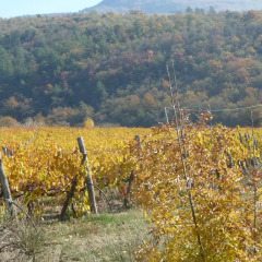Отель Podere Poggio Mendico Ареццо приотельная территория