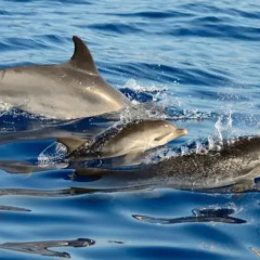 Отель Calma do Mar Португалия, Мадалена - отзывы, цены и фото номеров - забронировать отель Calma do Mar онлайн спортивное сооружение
