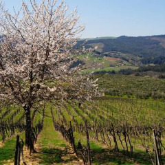 Отель Fattoria Voltrona Италия, Сан-Джиминьяно - отзывы, цены и фото номеров - забронировать отель Fattoria Voltrona онлайн фото 10