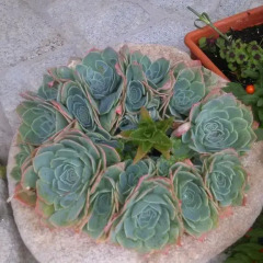 Отель Casa da Gadanha фото 2