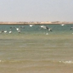 Hotel Sahel in Nouadhibou, Mauritania from 155$, photos, reviews - zenhotels.com beach photo 2
