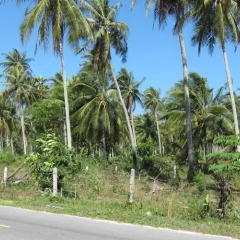 Отель Mai Khao Beach House