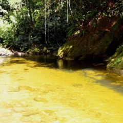 Отель de Selva El Puente Фиджи, Остров Тавеуни - отзывы, цены и фото номеров - забронировать отель de Selva El Puente онлайн приотельная территория фото 2