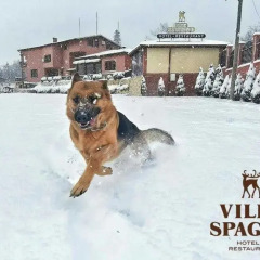 Отель Villa Spaggo Complex с домашними животными