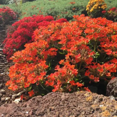 Отель Haciendas del Valle - Las Kentias фото 11