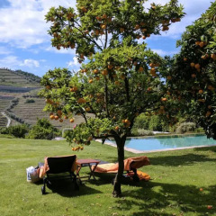 Отель Quinta do Vallado Португалия, Пезу-да-Регуа - отзывы, цены и фото номеров - забронировать отель Quinta do Vallado онлайн фото 2