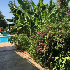 Green Peace Hotel