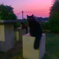 Отель Cat Bungalow Ланта фото 10