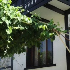 Отель Oasis Guest House Болгария, Банско - отзывы, цены и фото номеров - забронировать отель Oasis Guest House онлайн фото 2