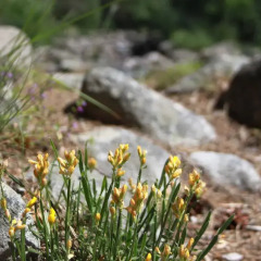 Отель The Stone Villa Болгария, Боровец - отзывы, цены и фото номеров - забронировать отель The Stone Villa онлайн фото 4