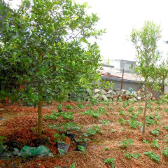 Отель Phuong Thanh Homestay Далат