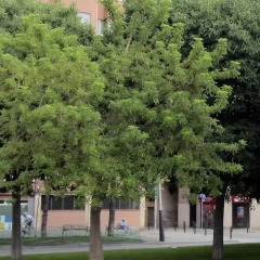 Отель Cardenal Reig Барселона фото 4