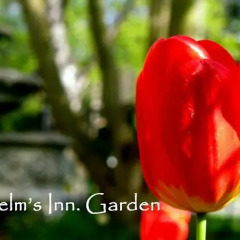 Отель Helms Inn Канада, Виктория - отзывы, цены и фото номеров - забронировать отель Helms Inn онлайн с домашними животными