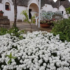 Отель I Trulli Di Nonno Giovanni Альберобелло фото 4