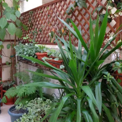 Гостиница AdlerOk Guest House фото 2