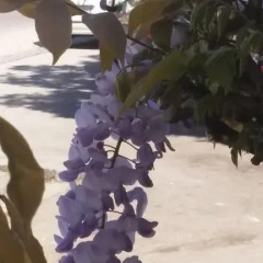 Отель Wisteria Home Остия-Антика пляж