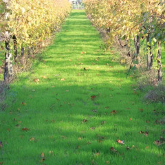Отель Quinta do Pinheiral