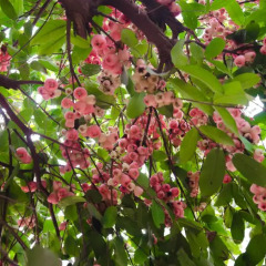 Отель Riverside Plum Garden Homestay фото 4