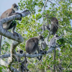 Отель Camp Leopard - Yala Safari Glamping фото 3