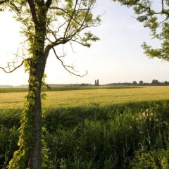 Отель Agriturismo Cascina Roveri Монцамбано приотельная территория фото 2