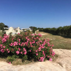 Отель Masseria Gelsi Лечче фото 5