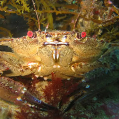 Отель PuraVida Divehouse