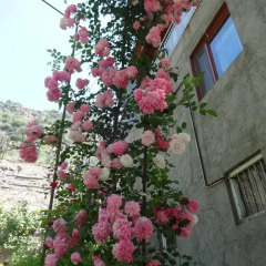 Гостевой дом B&B Ирис Алаверди фото 15