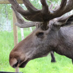 Отель Målselv Fjellandsby с домашними животными